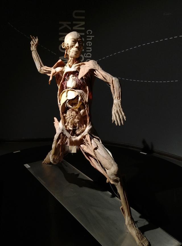 成都生命奥秘博物馆人体的奥秘展厅游记