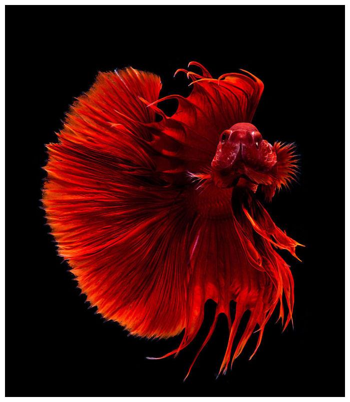 刷新大家对斗鱼的印象泰摄影师用20年拍出超华丽鱼写真