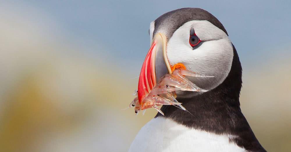 海鹦捕鱼可是高手