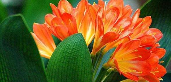 夏季想养花就选 它 花语 温和有礼 比菊花好看 养上值了