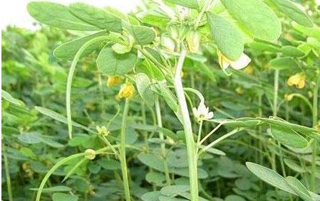 这种植物被称为假绿豆营养却高于绿豆在农村却烂大街
