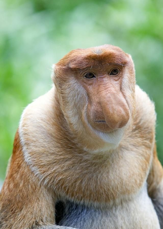 长鼻猴鼻子特别的大其中雄性猴子随着年龄的增长鼻子越来越大