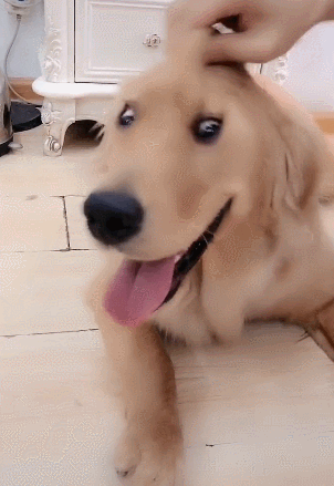 主人抚摸金毛的头顶,金毛乐开了花,没想到结果居然反转|金毛|狗狗