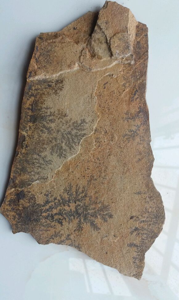 登普斯基蕨玉化石图片