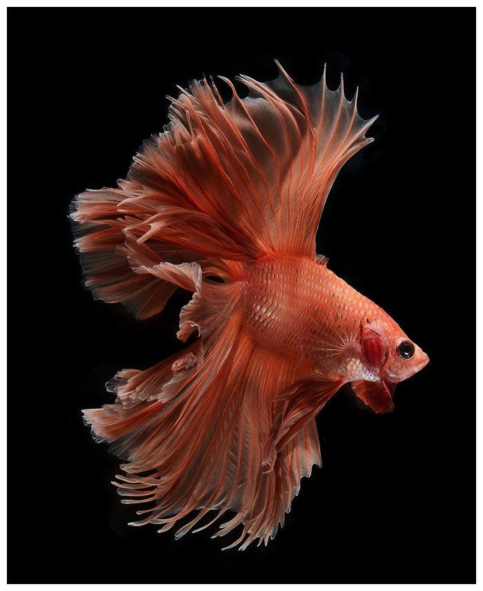 ▼凶悍的斗鱼也有唯美的一面啊～▼它们的姿态彷佛就像是一名舞者.