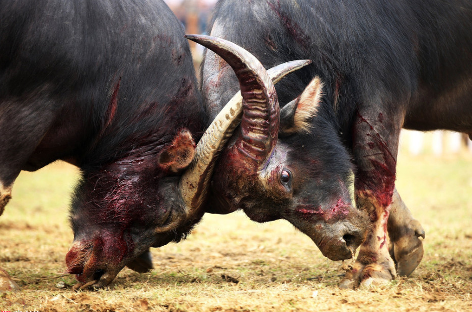 实拍越南残忍节日:将耕地牛用来相斗,胜败最后难逃一死|水牛|耕地