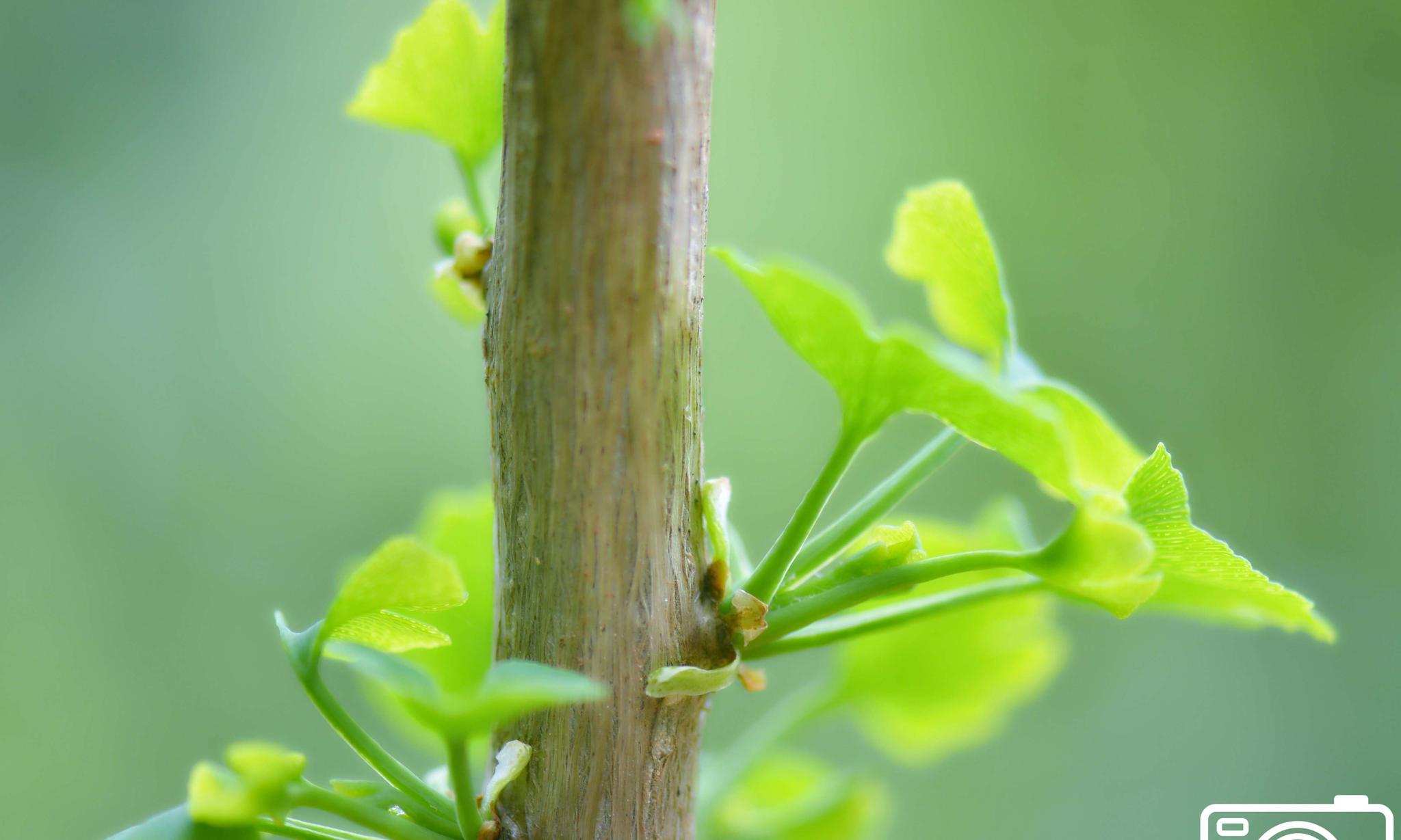 银杏枝在长叶渐长|银杏|绘画|模样_新浪网