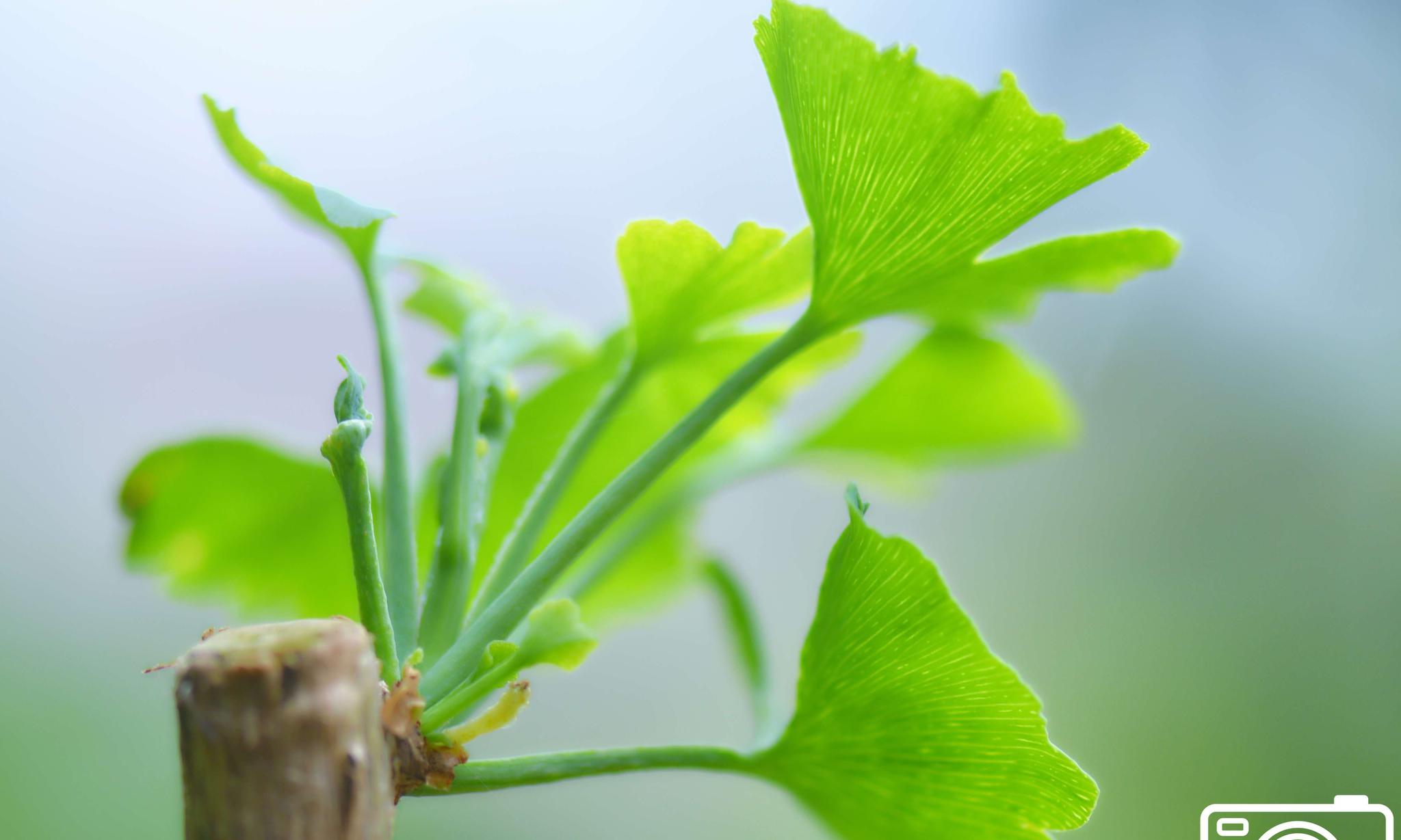 银杏枝在长叶渐长