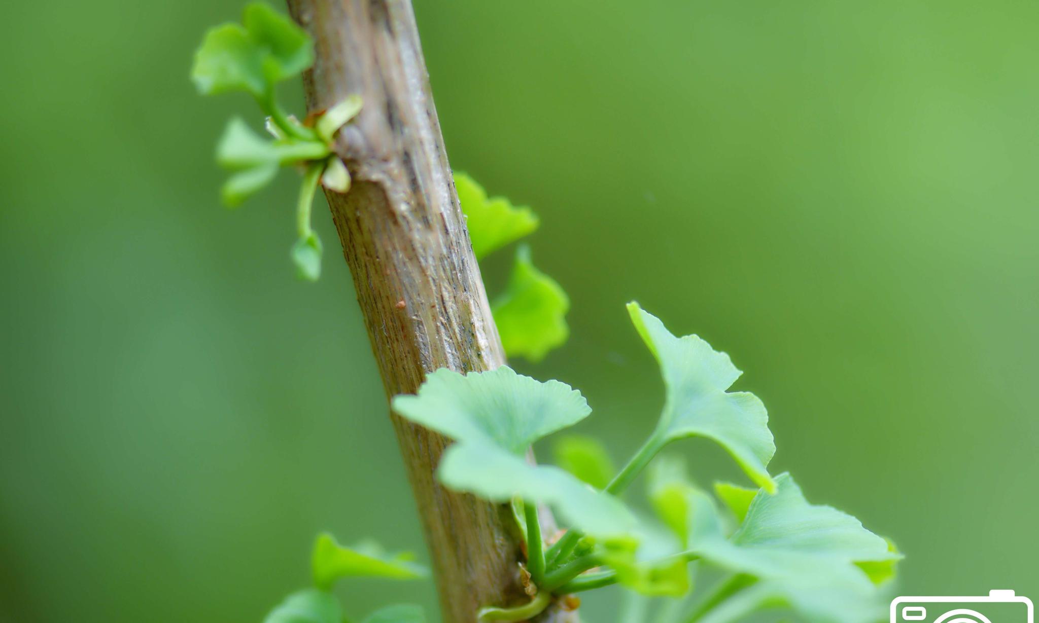 银杏枝在长叶渐长