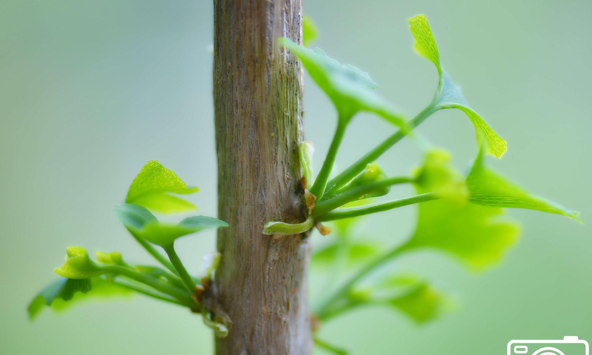 银杏枝在长叶渐长|银杏|绘画|模样_新浪网