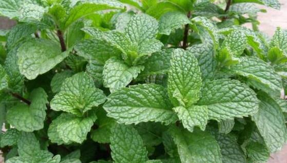 夏末养盆 薄荷 在家 不仅叶子绿油油 会开花 花语还很好