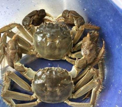 买螃蟹时只要捏捏它就能挑出黄多肉肥的母螃蟹买不亏