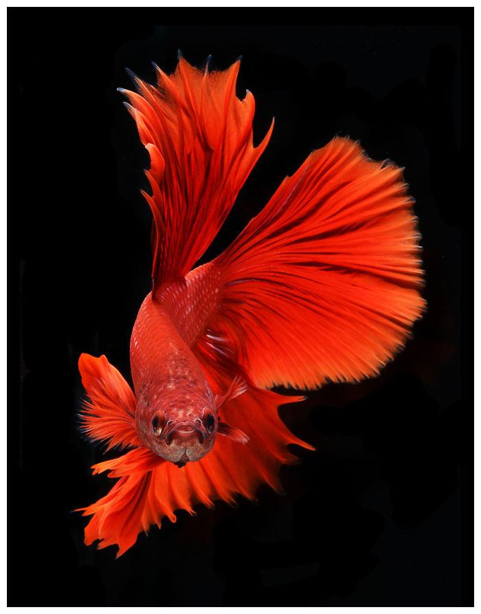 刷新大家对斗鱼的印象泰摄影师用20年拍出超华丽鱼写真