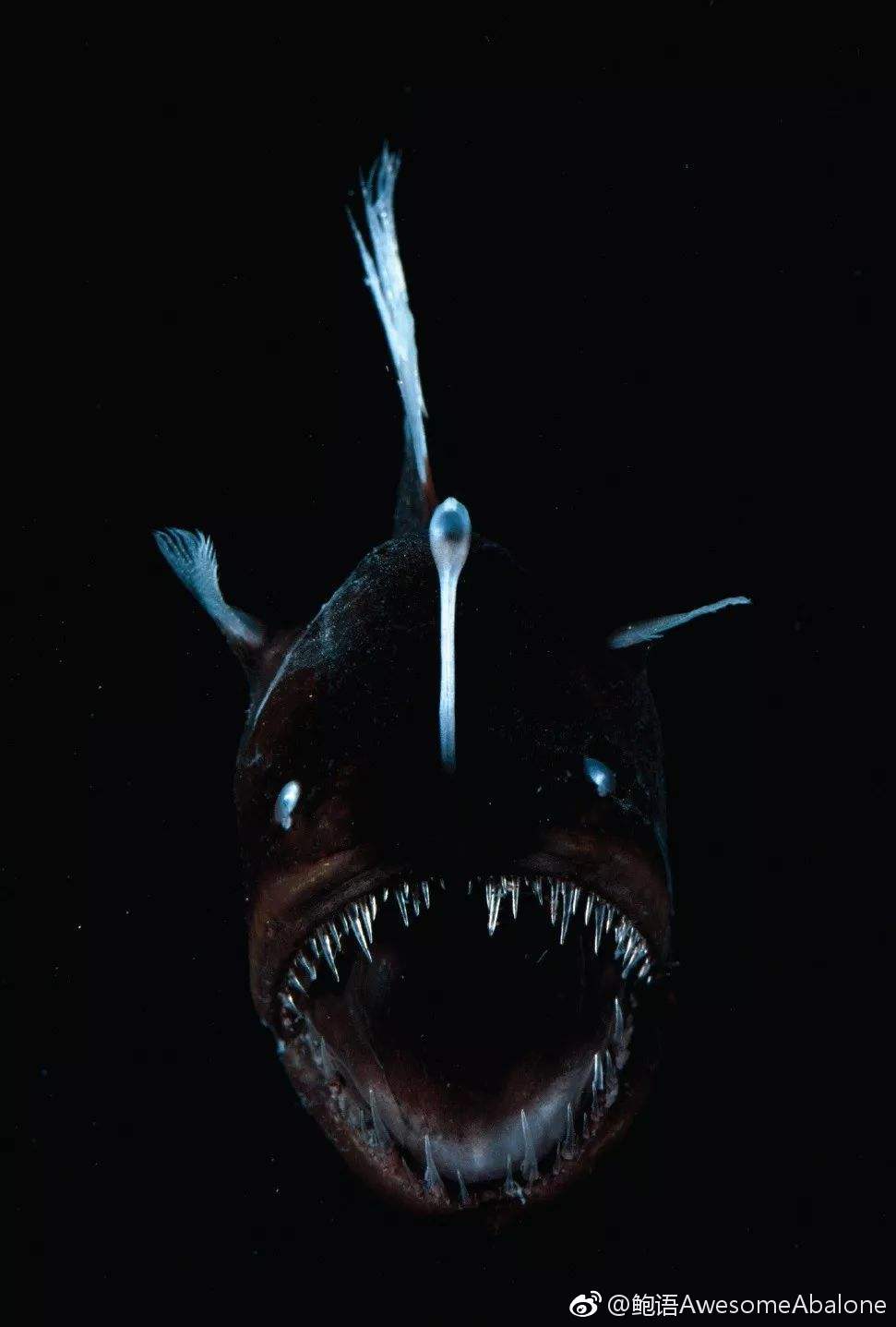 来自鲍语awesomeabalone - 微博