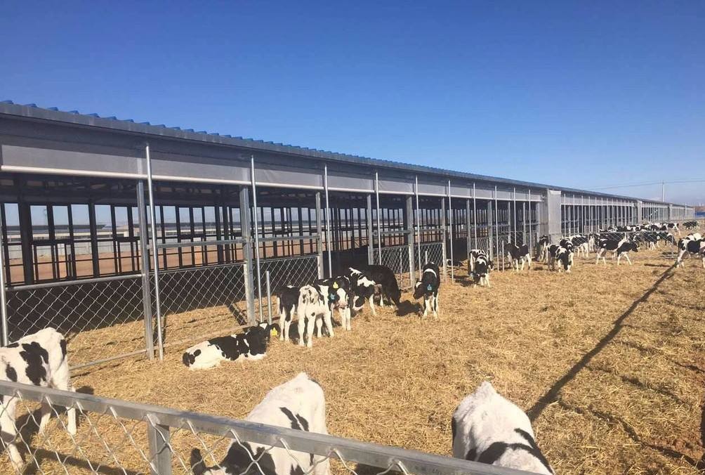 养羊是一个不错的养殖项目注意以下4点新手养羊也能成功