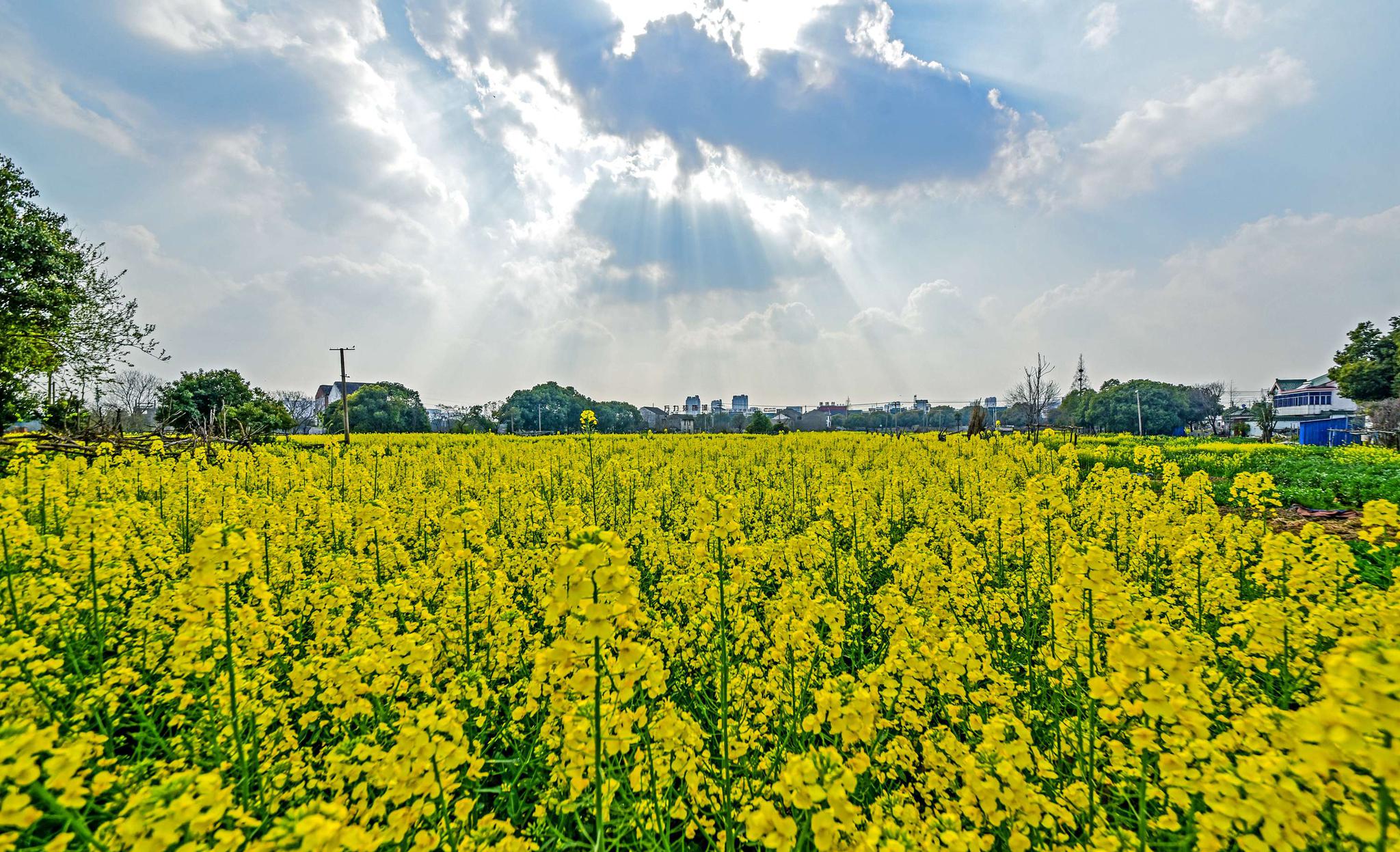 云林的金彩春天
