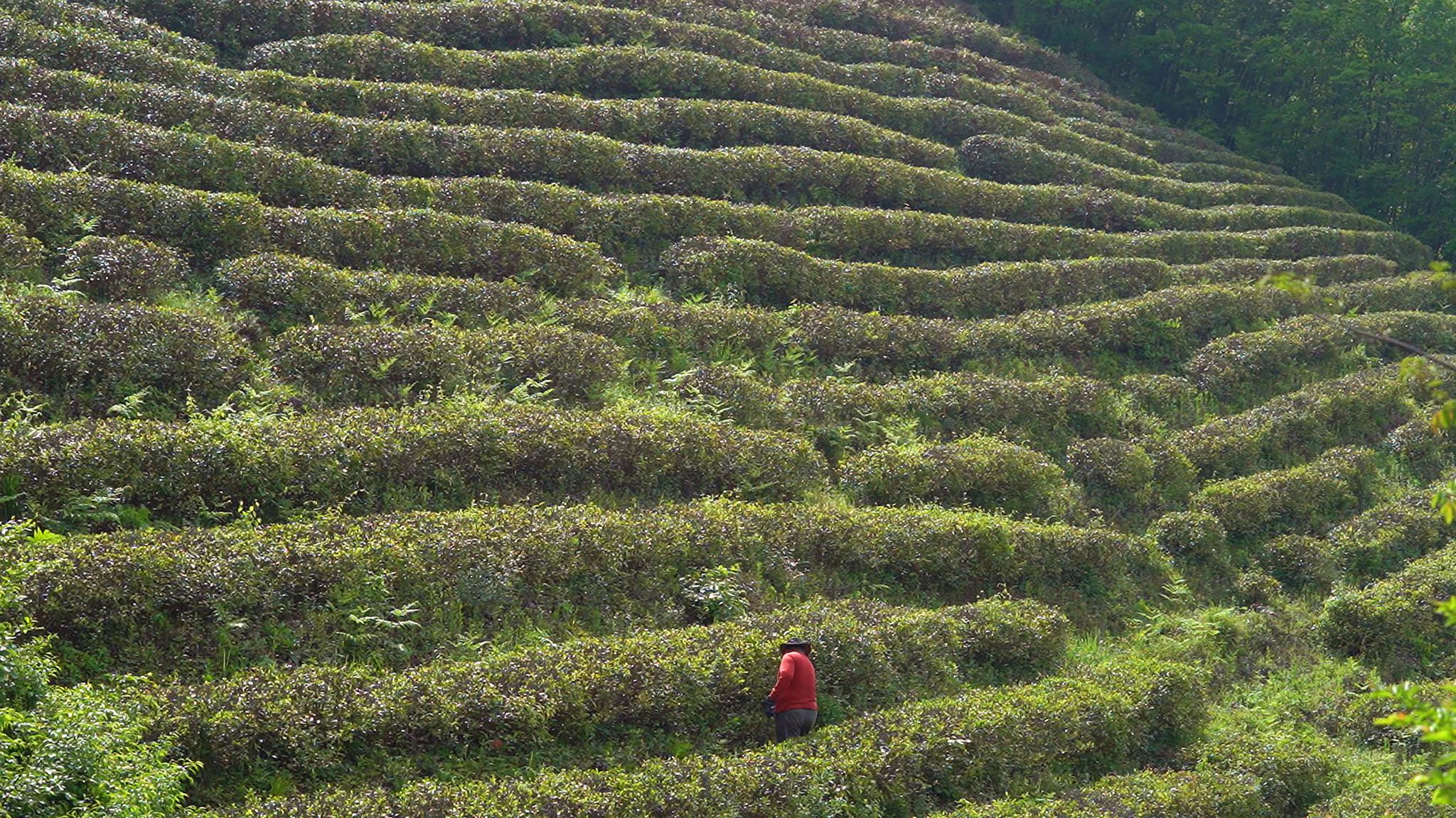 6旬作家从北京到原始森林 隐居神农架打造世外茶园
