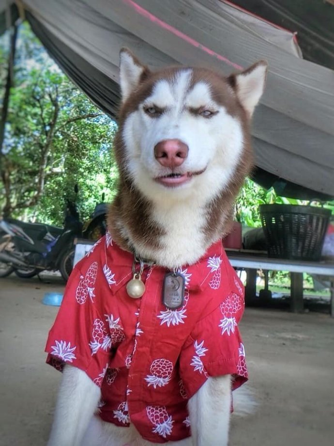 这骚气的狗:请大家告诉我,我是不是被一只狗鄙视了?