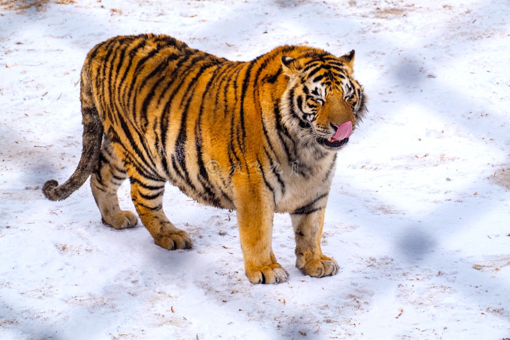 哈尔滨冬季旅游的另一个好去处雪地东北虎很萌很可爱