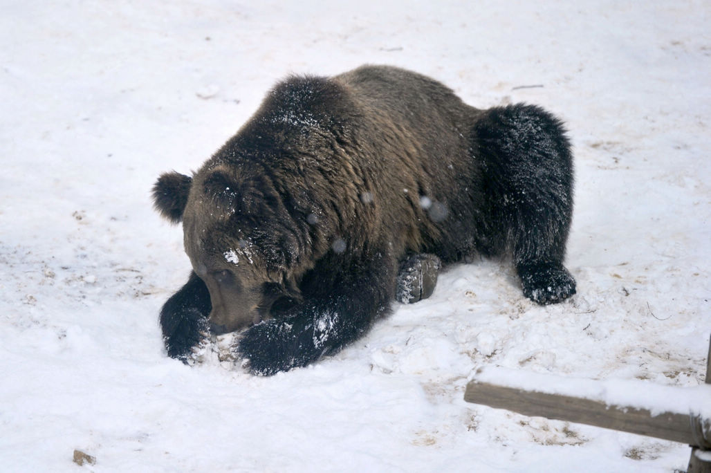 青岛森林野生动物世界网红棕熊熊五雪地里练棍功 憨萌可爱