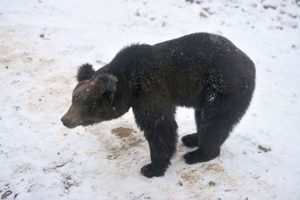 青岛森林野生动物世界网红棕熊熊五雪地里练棍功 憨萌可爱