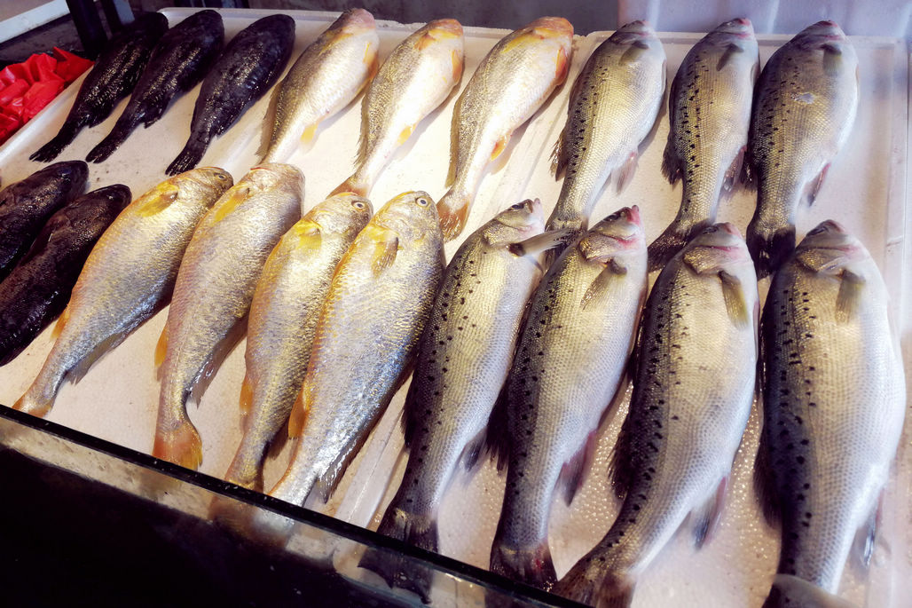 这是摆放整齐的鲈鱼和大黄花鱼,这些都是养殖的,2斤左右的个头,是养殖