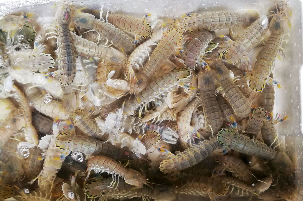 今年最后鲜活海鲜皮皮虾70元一斤青岛本地小梭子蟹25元一斤