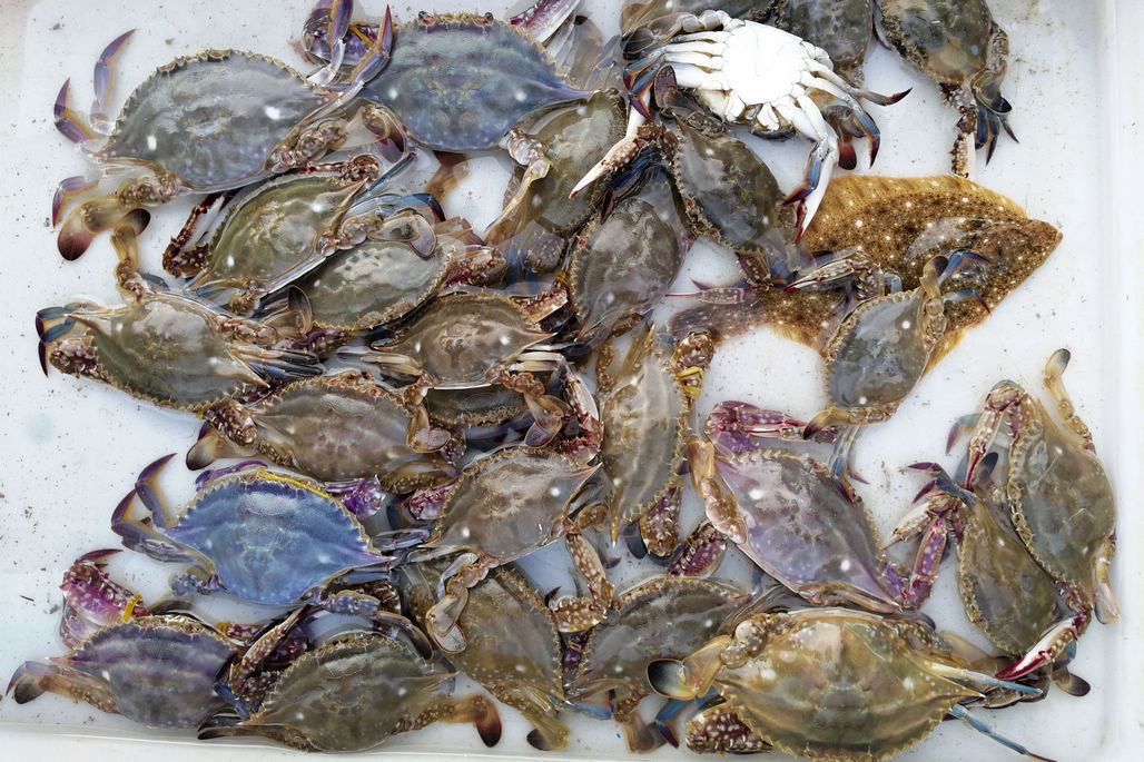 今年最后鲜活海鲜皮皮虾70元一斤青岛本地小梭子蟹25元一斤