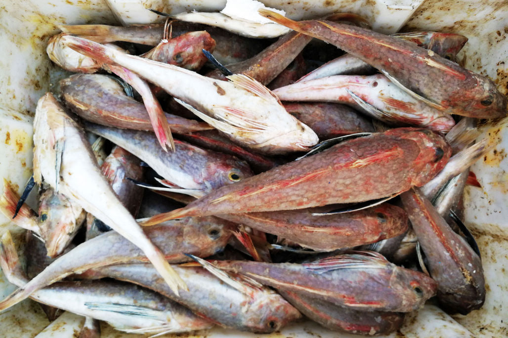 菜市场鲜活小明虾20元一斤 活八带鮹被冻死30元一斤 冻大虾28元