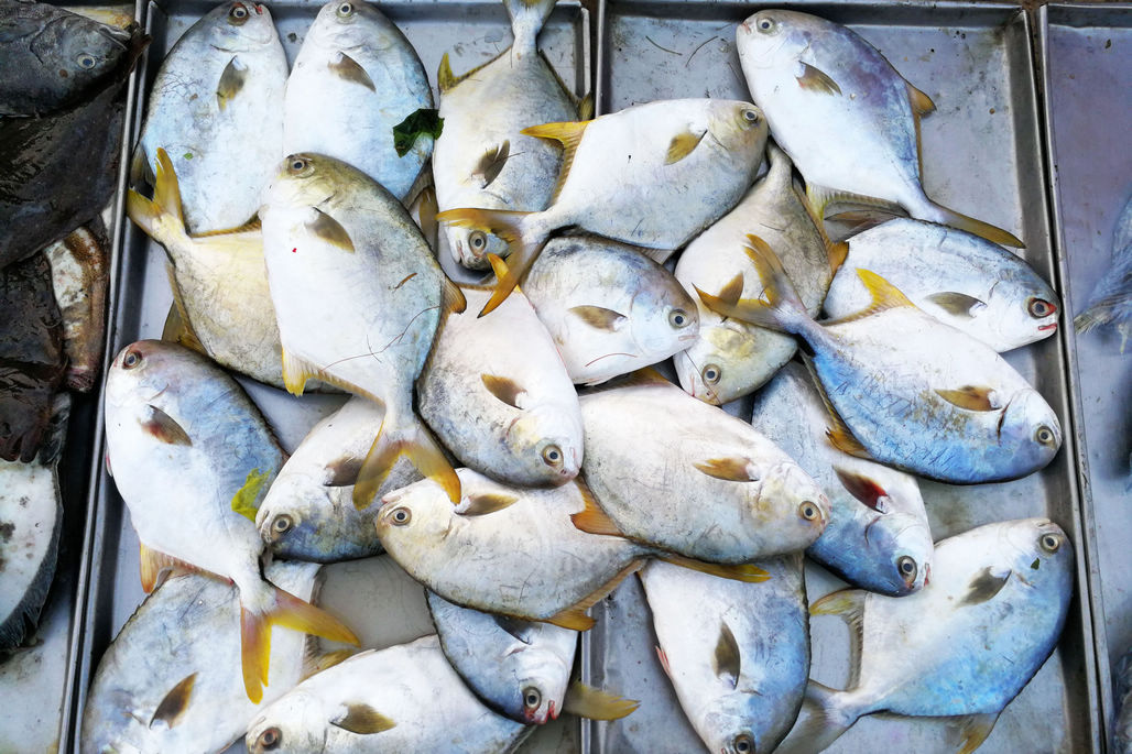 菜市场鲜活小明虾20元一斤 活八带鮹被冻死30元一斤 冻大虾28元