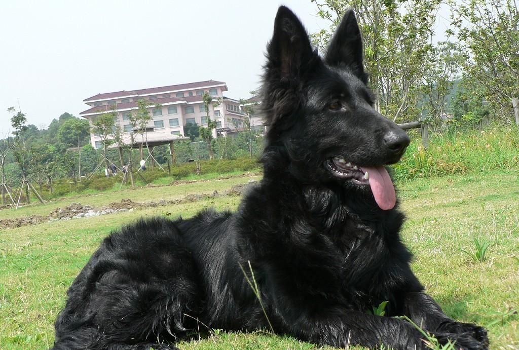 比利时牧羊犬外貌优美强壮灵活而肌肉发达机警而充满活力