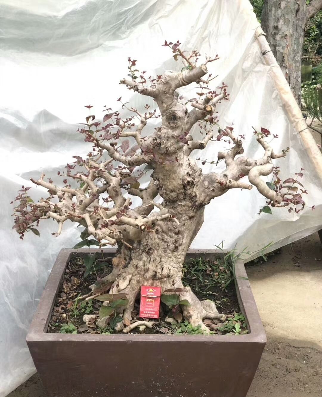 抱石荀子和其他熟桩盆景看起来不错