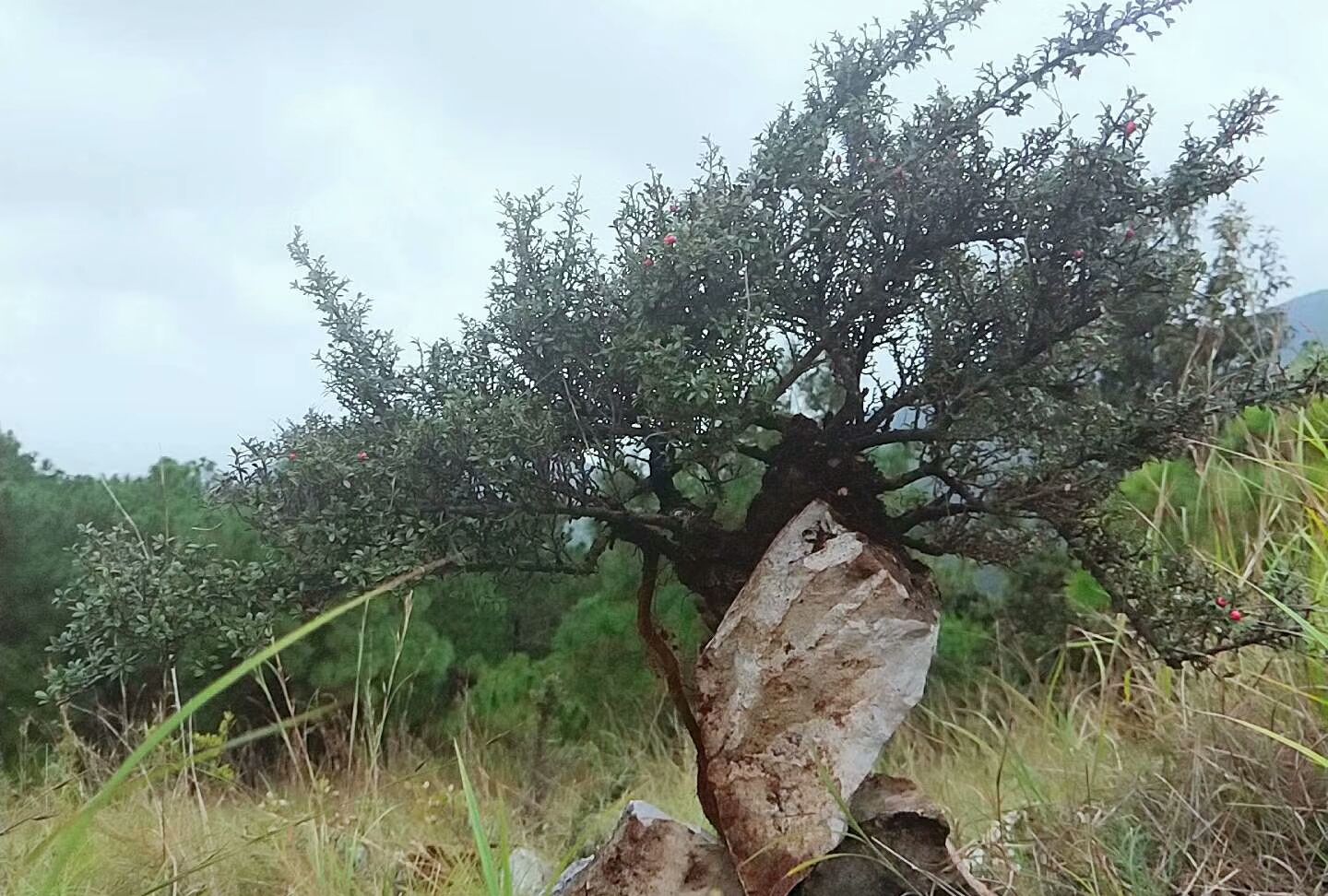 下山桩中还有棵抱石荀子看起来很奇特