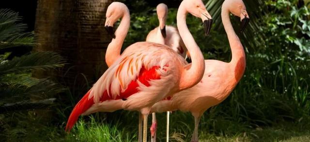 同時這家酒店還專門給火烈鳥以及其他野生動物設立了一個棲息地保護區