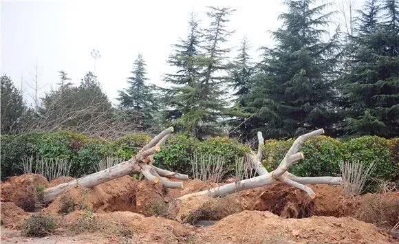 配合地铁施工郑州绿博园加紧对植物进行移栽