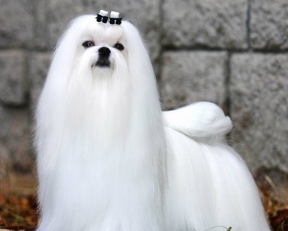 马尔济斯为小型玩赏犬,有比熊犬血统,一身长丝般的纯白色长毛!