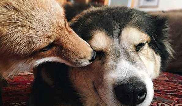 自从狐狸和狗狗成了好朋友,狐朋狗友这一词,颠覆了我的新认知