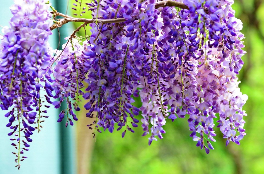 紫藤的拍摄技巧和方法