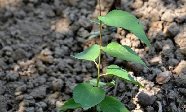 吃杏吐的的杏核能发芽长大吗?还能结出吃的杏吗?