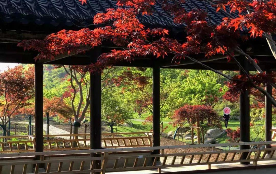 伊芦山景区枫园正式对外开放