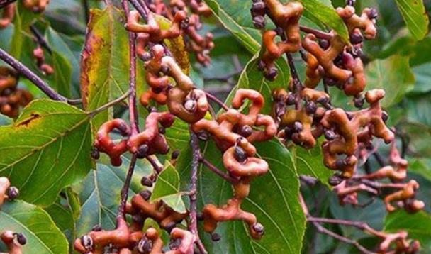 鸡爪梨是所有果实糖度最高者,其有清香味,鲜美可口,回味悠长,其果实很