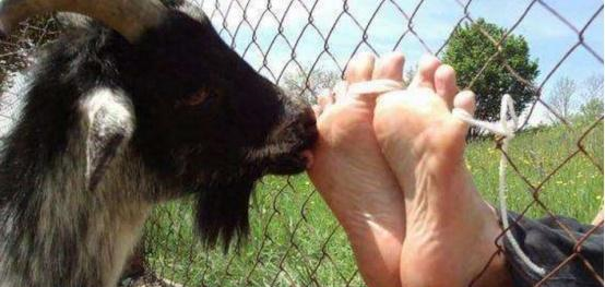 古代的一种刑罚,是用山羊来实施刑罚的,受刑时既开心又难受