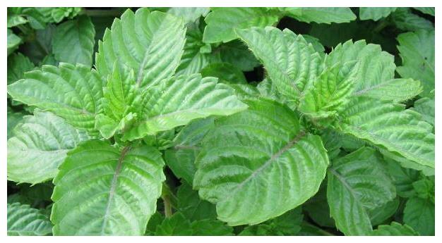 这植物叫"仙草",田间遇到可别锄,农村老汉擅做"古早味"|仙草|仙草冻|