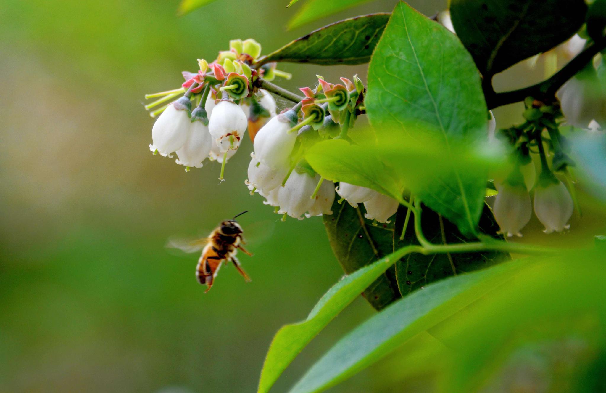 蓝莓花又开闻香蜜蜂来