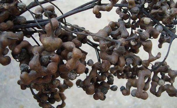 鸡爪果农村漫山遍野无人摘,在城里很少看到,10元一斤买不来