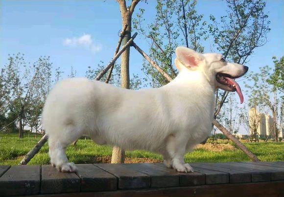 养只白色的柯基真累,要经常给它洗澡才行,狗:我也烦