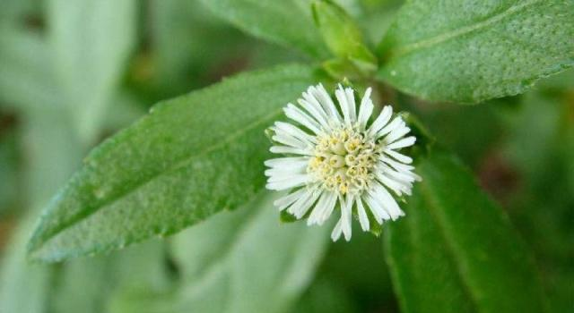 野草|墨旱莲|黑发_新浪新闻