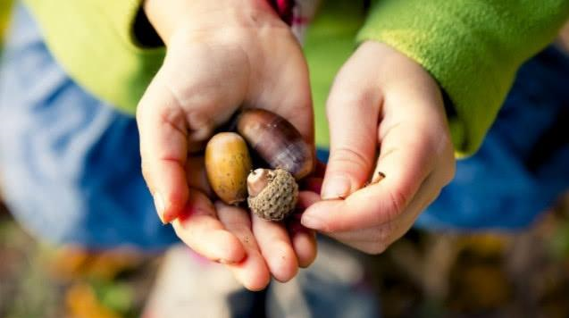 它是农村小孩子的"陀螺",以前用来喂猪,现1斤15元没人嫌贵