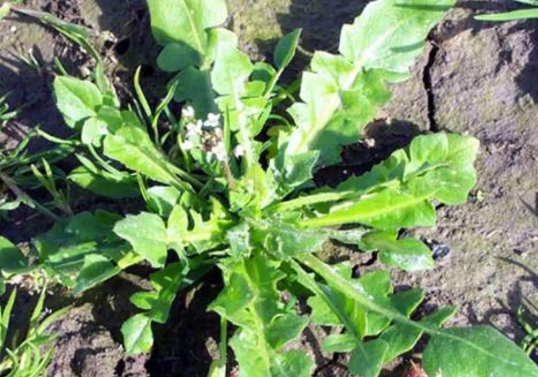 一种天然的补钙野菜,常吃还能治疗白内障和夜盲症,对身体有好处