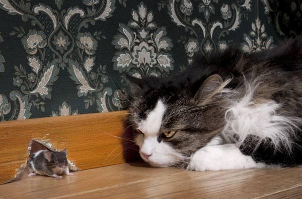 有过这些经历的猫咪,才会抓老鼠哦!